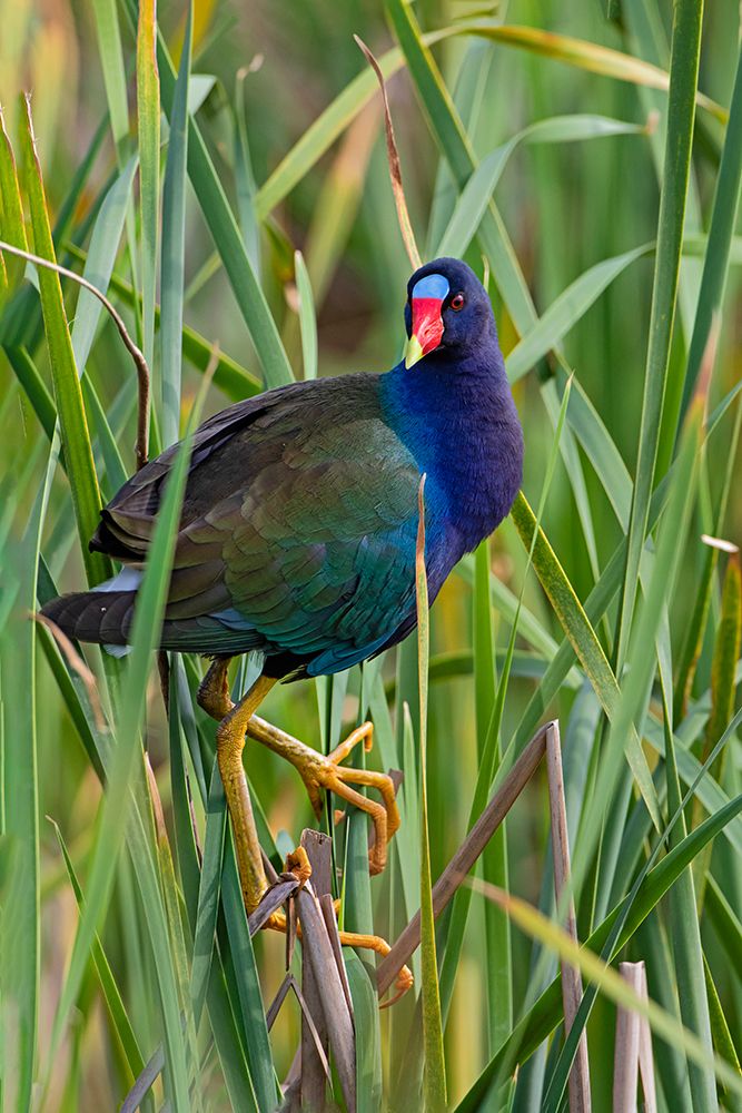Purple Gallinule-Porphyrio martinica-perched in cattails